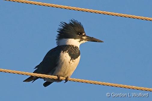 Belted Kingfisher_34489.jpg - Belted Kingfisher (Ceryle alcyon)Photographed along the Gulf coast near Port Lavaca, Texas, USA. 